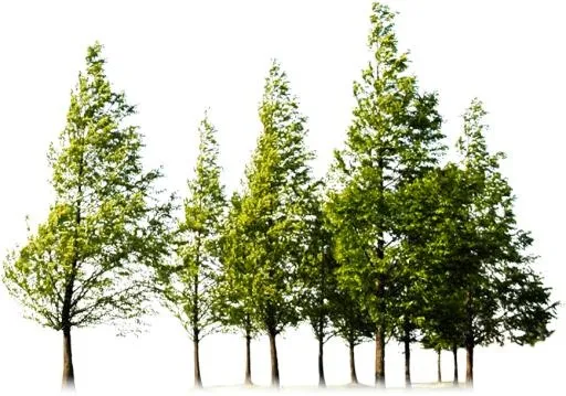 森林 PNG免抠(869x611)