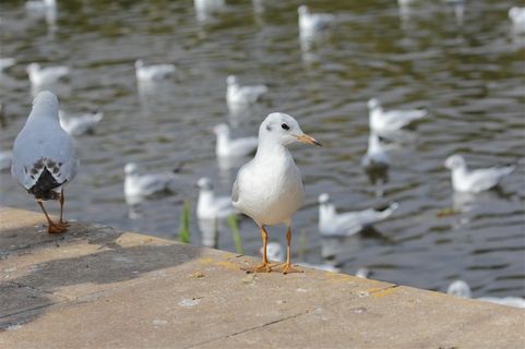 白色的海鸥高清图