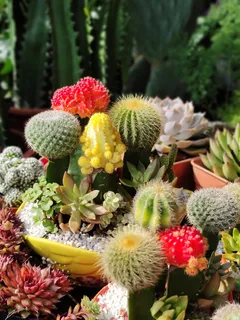 绿色仙人掌仙人球摄影素材