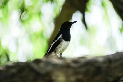 户外树上小鸟图