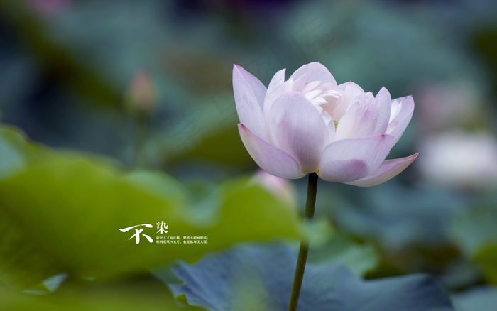 绿景中的荷花