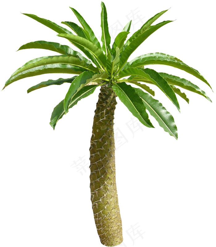椰子树图片