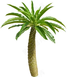 椰子树图片