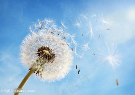 蓝天下吹散的蒲公英图片