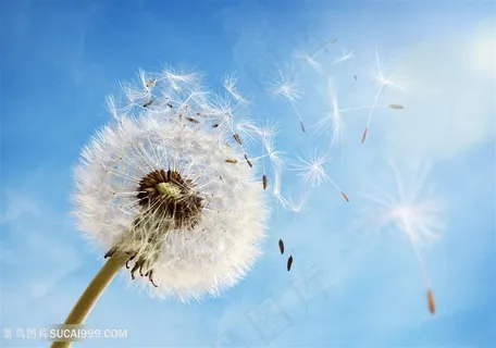 蓝天下吹散的蒲公英图片 蓝天下吹散的蒲公英图片