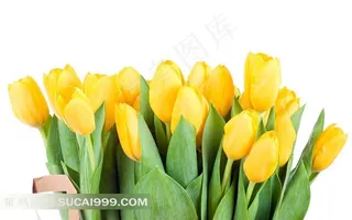袋装黄色郁金香