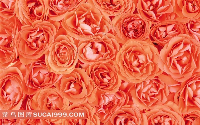 精美玫瑰花图案壁纸素材
