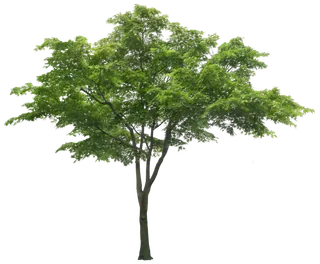 树木树枝树叶免扣素材