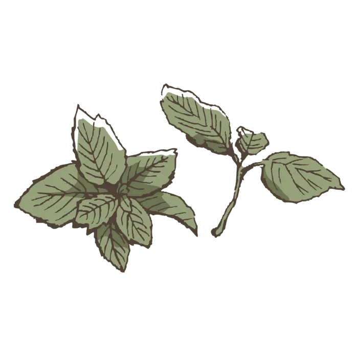 线条草本花卉手绘植物-薄荷彩色