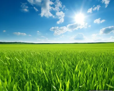 蓝天下的绿色田野一望无际的摄影图