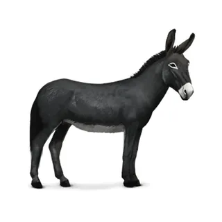 免抠毛驴实物摄影图片