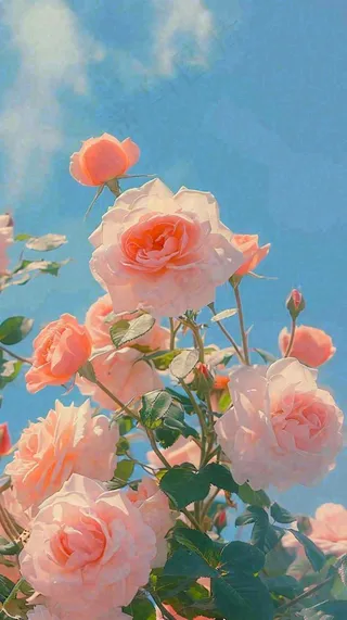 春天蓝天白云阳光下的浪漫粉色玫瑰枝叶绿叶