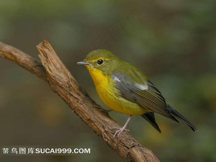 绿背山雀鸟摄影