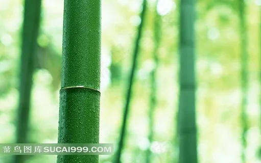 高清竹子图片 高清竹子图片