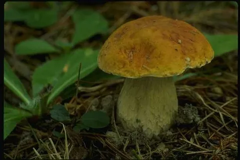 蘑菇图片 蘑菇图片
