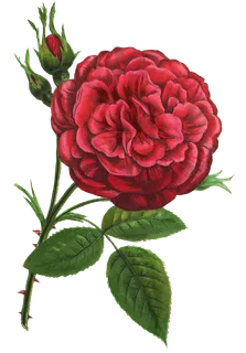 复古手绘植物花卉玫瑰花PNG免扣图案高清图片PS设计素材图