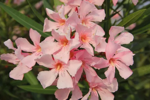 粉红色夹竹桃鲜花图片 粉红色夹竹桃鲜花图片