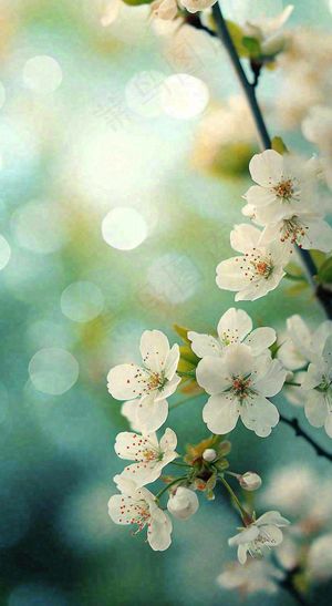 春天清新白色樱花浪漫花瓣枝叶，立春摄影图