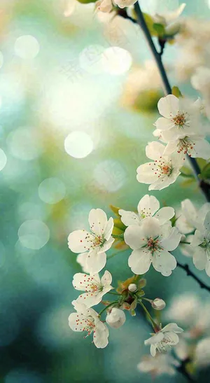 春天清新白色樱花浪漫花瓣枝叶，立春摄影图