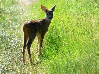 可爱野生小鹿图片