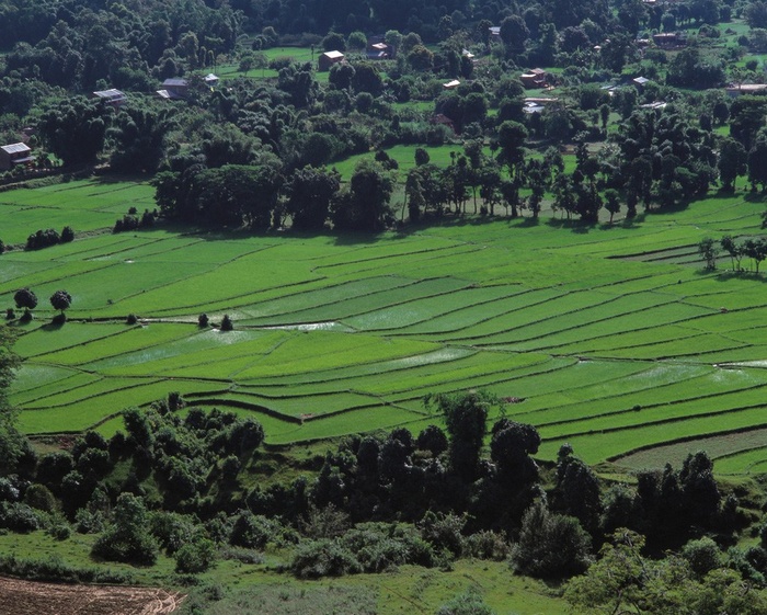 山坡上树林间的水稻田