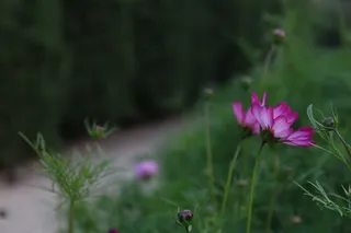 路边的小野花