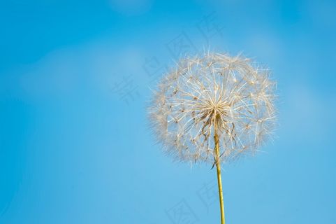 白色蒲公英摄影图