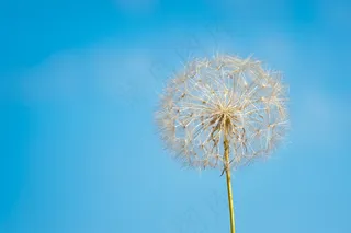 白色蒲公英摄影图