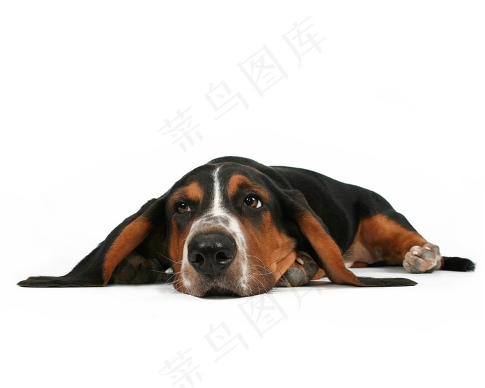 宠物狗机灵美图素材