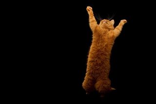 猫可爱图片素材