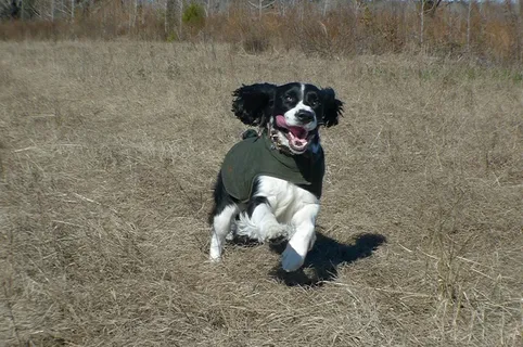 奔跑的史宾格犬图片 奔跑的史宾格犬图片