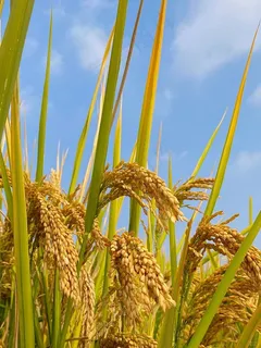 稻田水稻秋季丰收