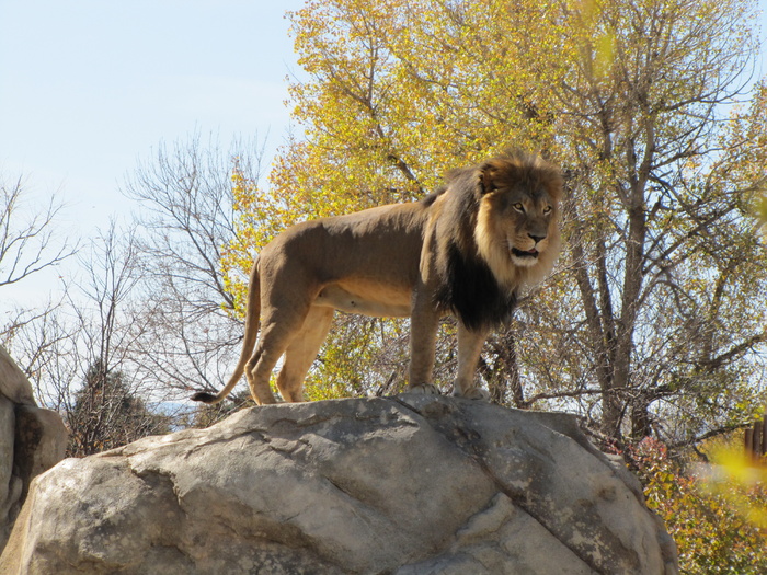 狮子动物园动物森林野生设计素材