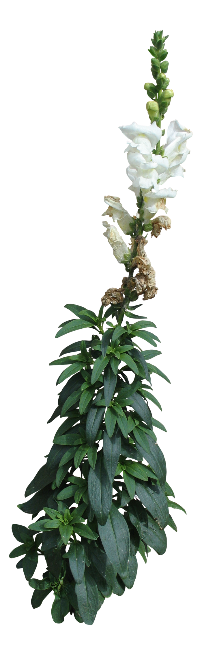 高清树木素材 免抠PSD植物素材 美术绘画园林贴图 树草灌木花草