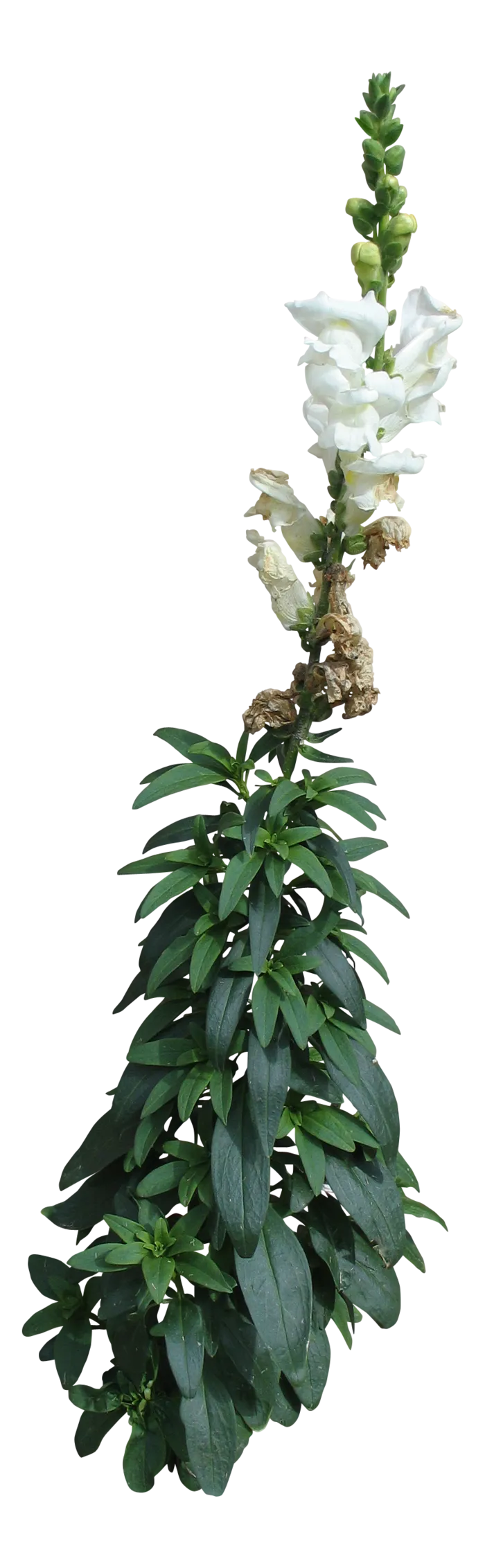 高清树木素材 免抠PSD植物素材 美术绘画园林贴图 树草灌木花草
