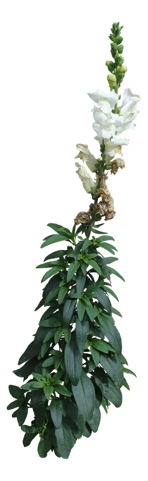 高清树木素材 免抠PSD植物素材 美术绘画园林贴图 树草灌木花草