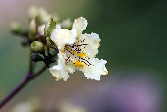 绿色背景中一枝开放的花朵