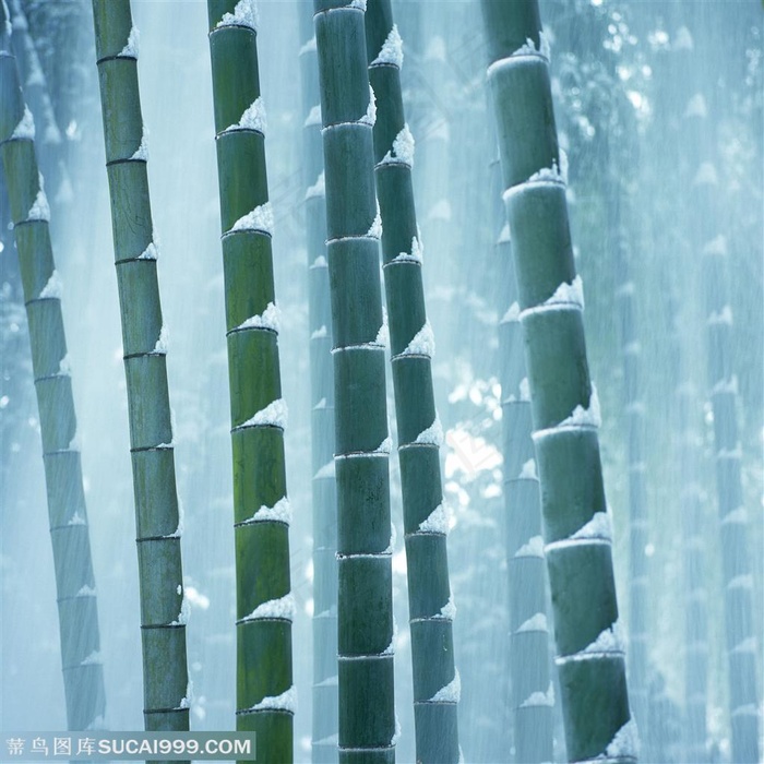 竹林风景- 屹立在风雪中的竹林