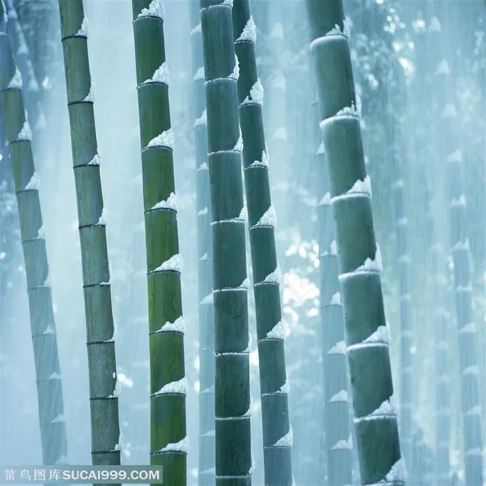 竹林风景- 屹立在风雪中的竹林