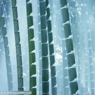 竹林风景- 屹立在风雪中的竹林 竹林风景- 屹立在风雪中的竹林