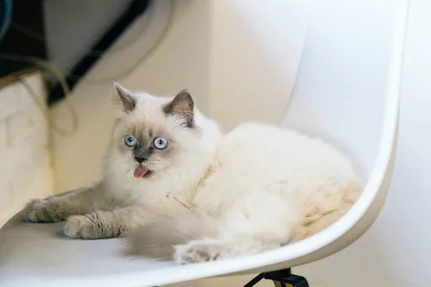 可爱猫咪猫猫摄影素材 可爱猫咪猫猫摄影素材