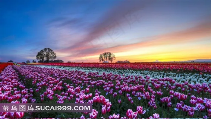 夕阳下的郁金香花海图