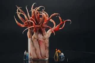 火锅菜品配菜鸭舌鸭肉鸭头