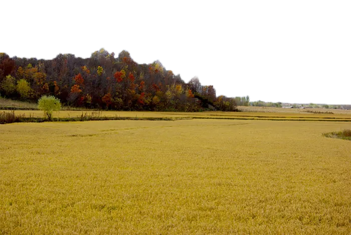 现代农业成熟的稻田