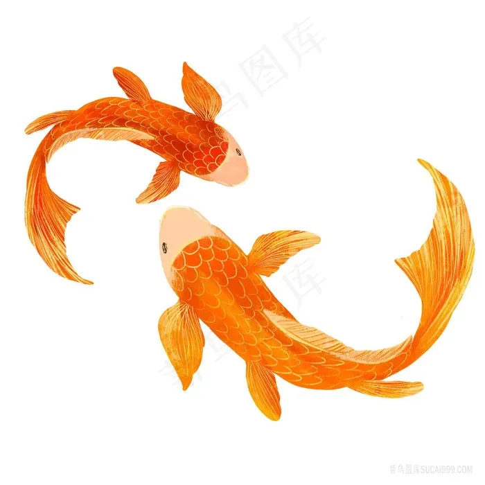 两条手绘锦鲤插画png图片