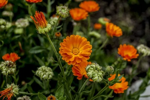 橙色观赏菊花图片 橙色观赏菊花图片