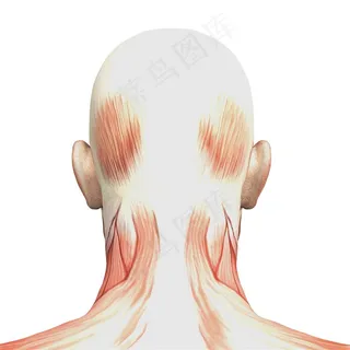 人体后脑勺肌肉图片