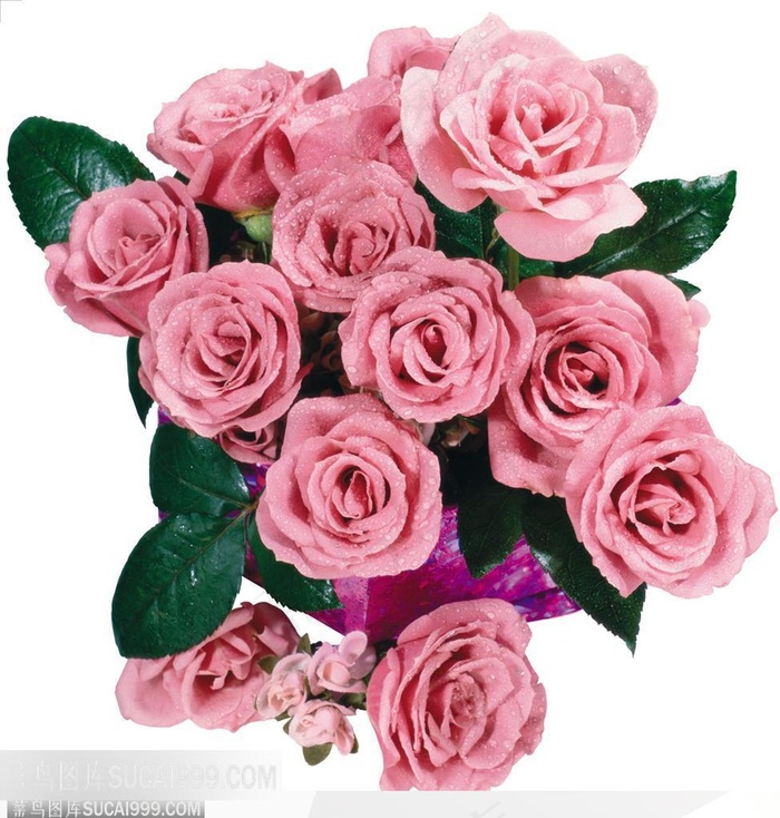 玫瑰花束-浅紫色的玫瑰