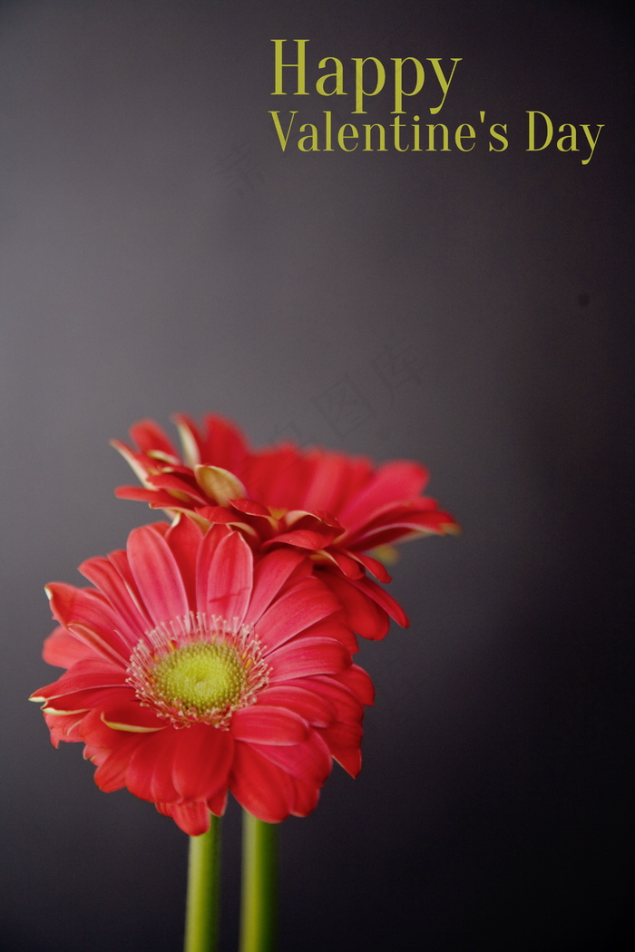 情人节鲜花图片