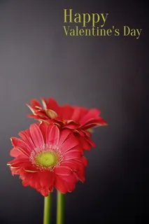 情人节鲜花图片 情人节鲜花图片